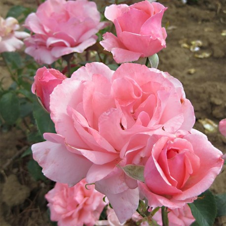 Rosier QUEEN ELIZABETH Rosier QUEEN ELIZABETH