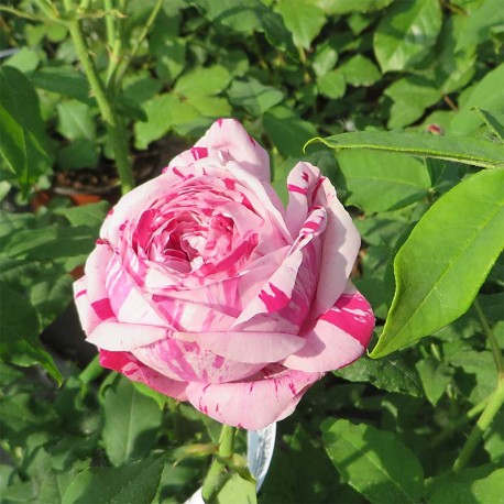Rosier VARIEGATA DI BOLOGNA Rosier VARIEGATA DI BOLOGNA