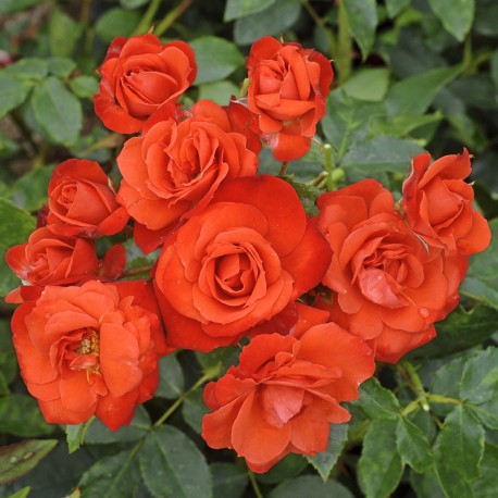 Rosier MANDRINA Rosier MANDRINA