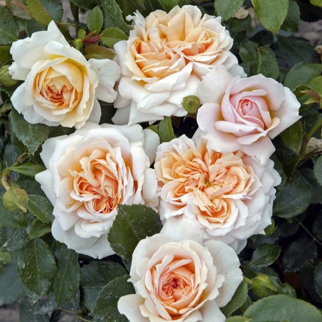 Rosier CREME Flower Circus® Rosier CREME Flower Circus®