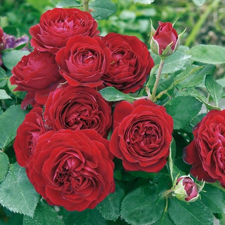 Rosier RED Flower Circus® Rosier RED Flower Circus®