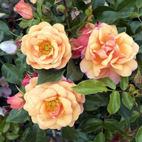 Rosier APRIKOLA® Rosier APRIKOLA®