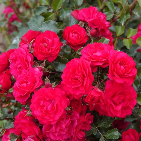 Rosier TOSCANNA® Rosier TOSCANNA®