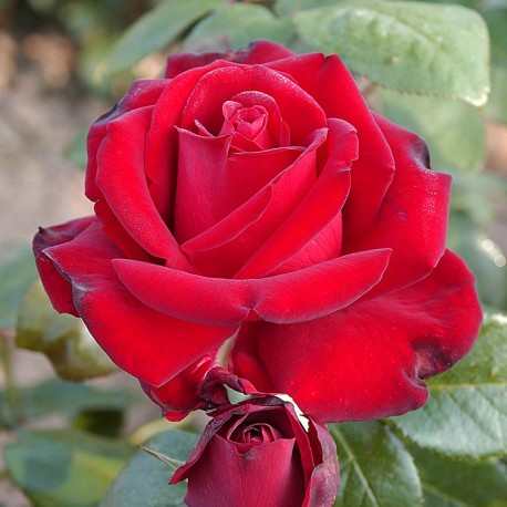 Rosier INGRID BERGMAN® Rosier INGRID BERGMAN®