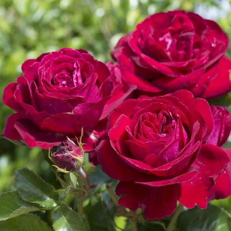 Rosier ROSEMANTIC RED® Rosier ROSEMANTIC RED®