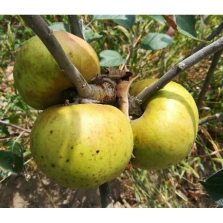 Pommier Reinette de Caux Pommier Reinette de Caux