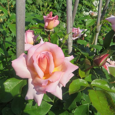 Rosier grimpant BELLE DE LONDRES ® Rosier grimpant BELLE DE LONDRES ®