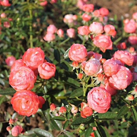 Rosier MARGOT KOSTER Rosier MARGOT KOSTER