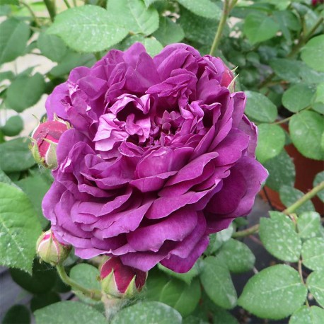 Rosier CARDINAL DE RICHELIEU Rosier CARDINAL DE RICHELIEU