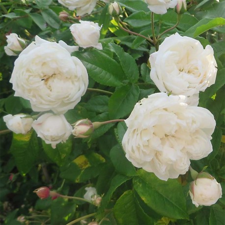 Rosier grimpant AIMEE VIBERT Rosier grimpant AIMEE VIBERT