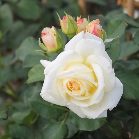 Rosier grimpant VALSE DES NEIGES ® Rosier grimpant VALSE DES NEIGES ®