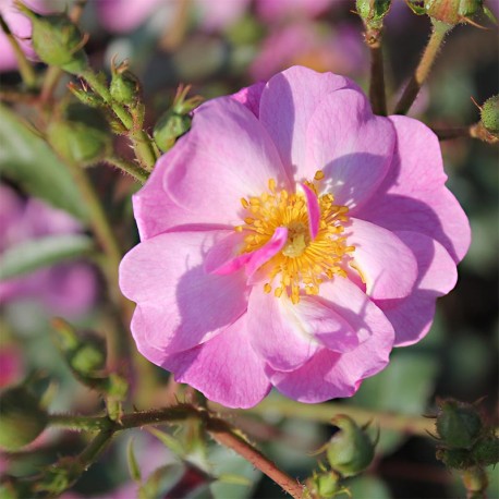 Rosier LAVENDER DREAM® Rosier LAVENDER DREAM®