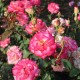 Rosier LEO FERRE®