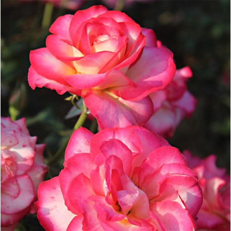 Rosier LEO FERRE®