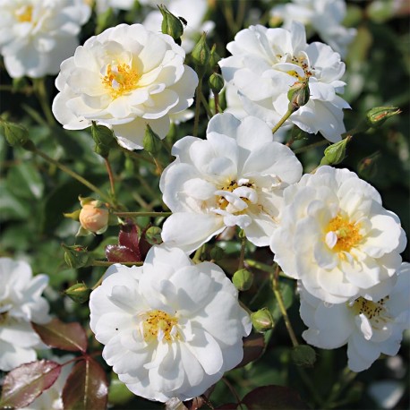 Rosier NEIGE D’ÉTÉ ® Rosier NEIGE D’ÉTÉ ®