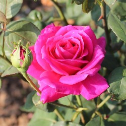 Rosier NUIT D'ORIENT ®