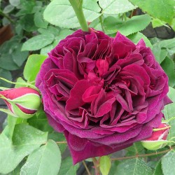 Rosier NUIT DE CHINE ®