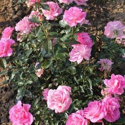 Rosier PARFUM ROYAL®