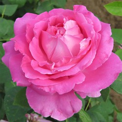 Rosier PAUL NEYRON