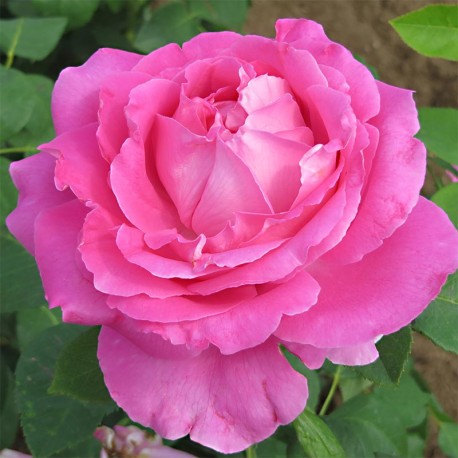 Rosier PAUL NEYRON Rosier PAUL NEYRON