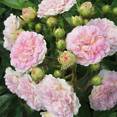 Rosier PINK GHISLAINE DE FELIGONDE®