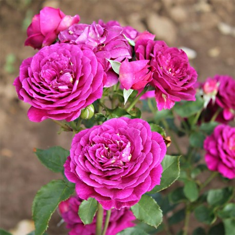 Rosier PURPLE EDEN® Rosier PURPLE EDEN®