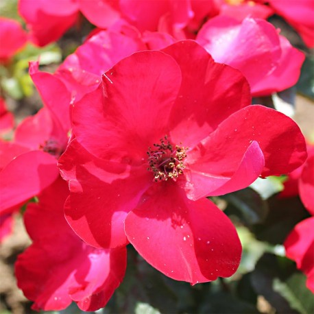 Rosier ROBUSTA ® Rosier ROBUSTA ®