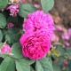 Rosier ROSE DE RESCHT