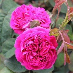 Rosier ROSE DE RESCHT