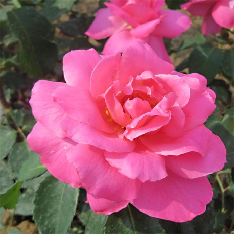Rosier SYLVIE VARTAN Rosier SYLVIE VARTAN