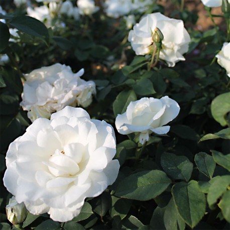 Rosier THÉRÈSE DE LISIEUX ® Rosier THÉRÈSE DE LISIEUX ®