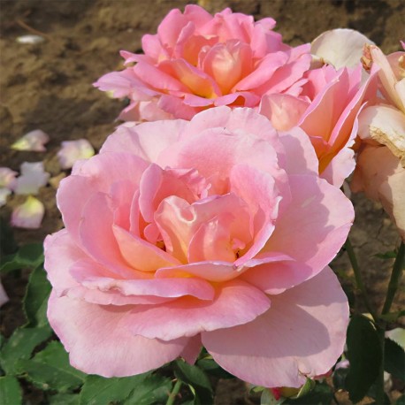 Rosier TIFFANY Rosier TIFFANY