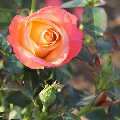 Rosier VENDEE IMPÉRIALE ® Rosier VENDEE IMPÉRIALE ®