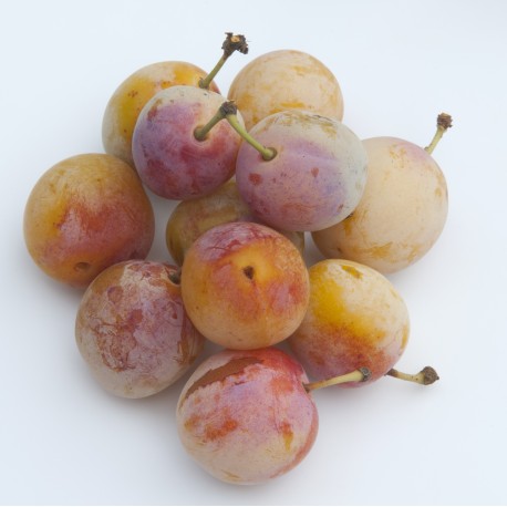Prune Mirabelle de Nancy Prune Mirabelle de Nancy