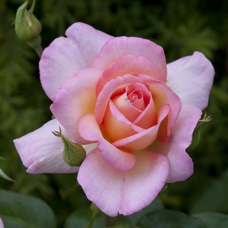Rosier ASTREE Rosier ASTREE