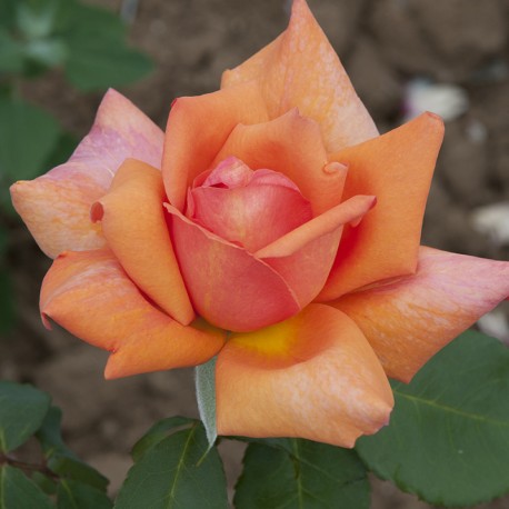 Rosier BEAUTE Rosier BEAUTE