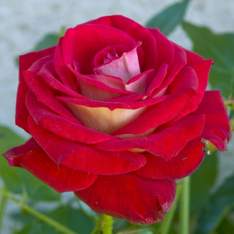 Rosier BICOLETTE Rosier BICOLETTE