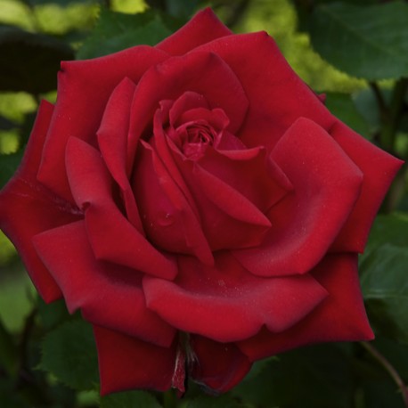 Rosier JUPITER Rosier JUPITER