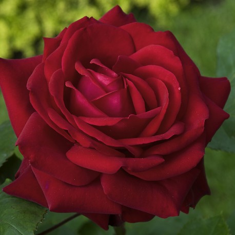 Rosier KARL HERBST Rosier KARL HERBST