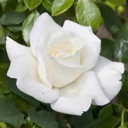 Rosiers Buissons Special Anniversary Whastiluc