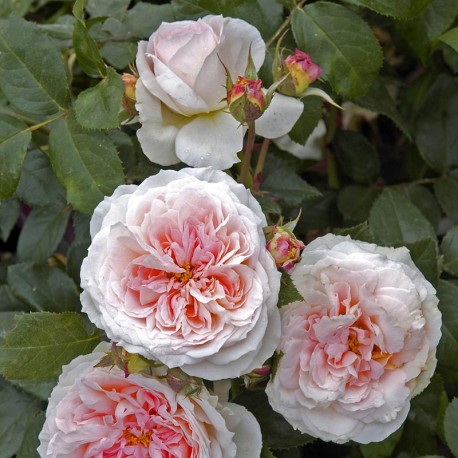 Rosier BLUSH Flower Circus Rosier BLUSH Flower Circus