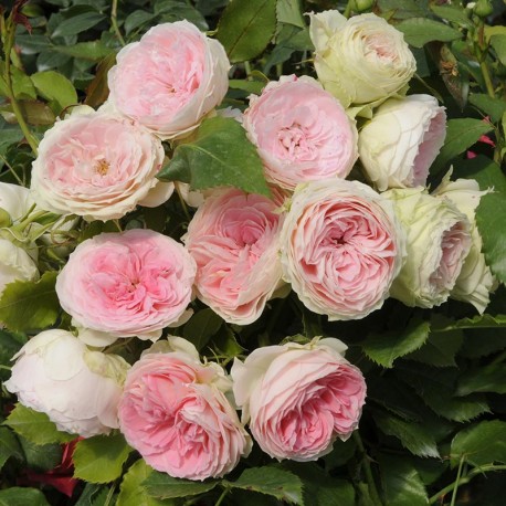 Rosier POMPON Flower Circus® Rosier POMPON Flower Circus®