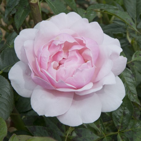 Rosier GILLES DE BRISSAC ® Rosier GILLES DE BRISSAC ®