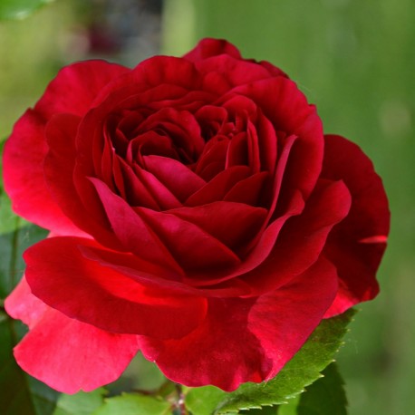 Rosier grimpant RED PARFUM® Rosier grimpant RED PARFUM®