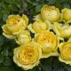 Rosier EUROSTAR®