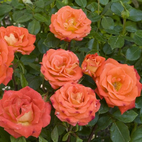 Rosier FRESCO® Rosier FRESCO®