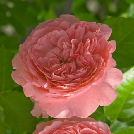 Rosier MARIE CAROLINE® Rosier MARIE CAROLINE®