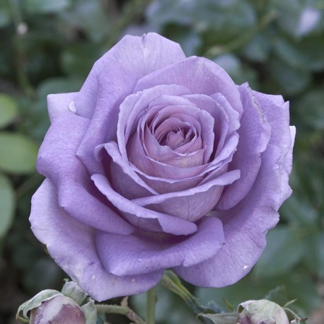 Rosier SISSI® Rosier SISSI®