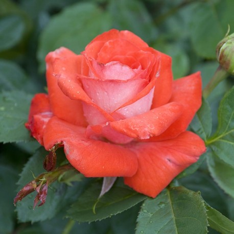 Rosier SUPER STAR® Rosier SUPER STAR®