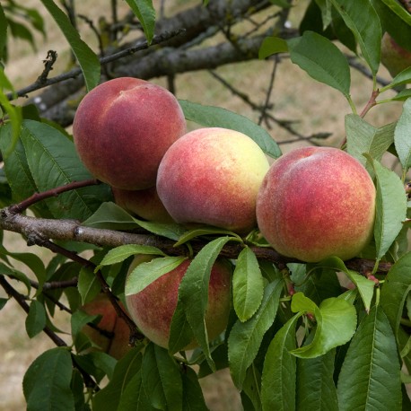 Pêche de vigne (à chair blanche)